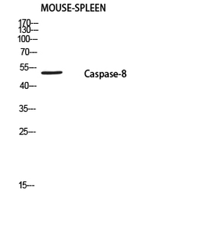 Cleaved-Caspase-8 p18 (S217) Polyclonal Antibody
