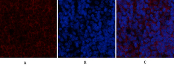 BMP-2 Polyclonal Antibody