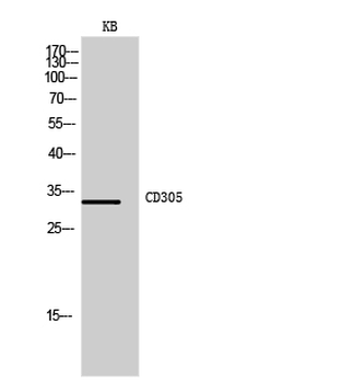 CD305 Polyclonal Antibody