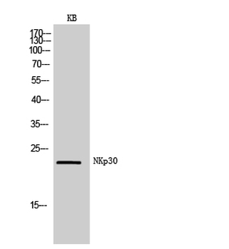 NKp30 Polyclonal Antibody