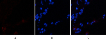 VE-Cadherin Polyclonal Antibody