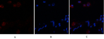 VE-Cadherin Polyclonal Antibody