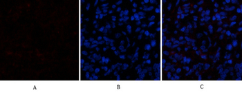 VE-Cadherin Polyclonal Antibody