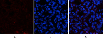VE-Cadherin Polyclonal Antibody
