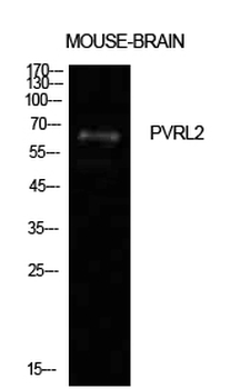 Nectin 2 Polyclonal Antibody