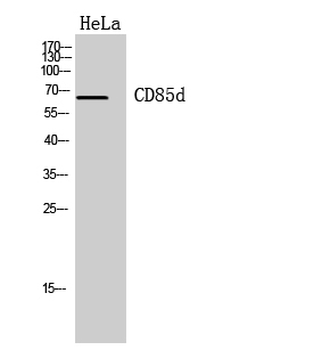 CD85d Polyclonal Antibody