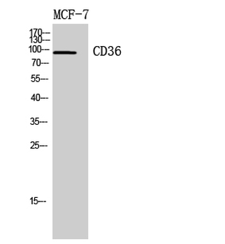 CD36 Polyclonal Antibody