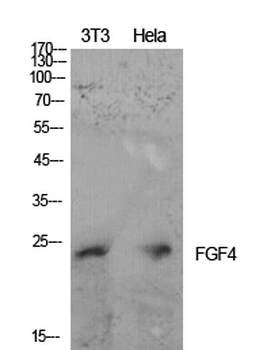 FGF-4 Polyclonal Antibody