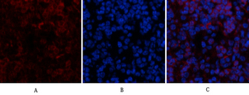 Ub Polyclonal Antibody
