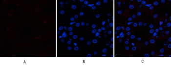 Ub Polyclonal Antibody