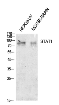 Stat1 Polyclonal Antibody