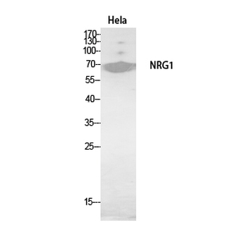Neuregulin-1 Polyclonal Antibody
