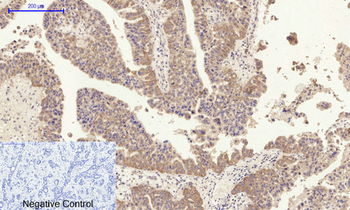 CD63 Polyclonal Antibody