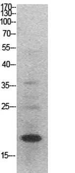 Histone H3 Polyclonal Antibody
