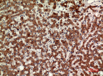 CD110 Polyclonal Antibody