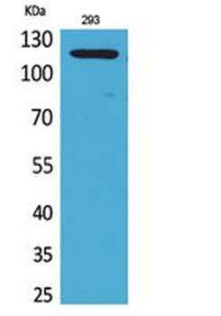 SERCA2 Polyclonal Antibody