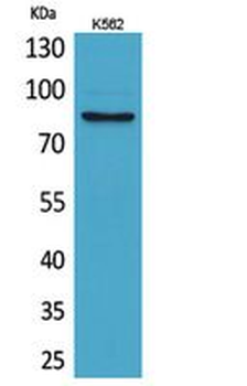 MMP-9 Polyclonal Antibody