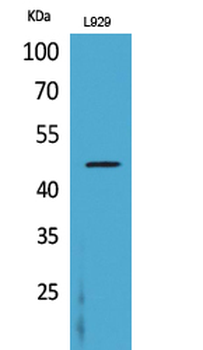 CD116 Polyclonal Antibody
