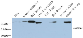 Caspase-3 Polyclonal Antibody
