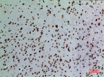 Lamin B1 Polyclonal Antibody