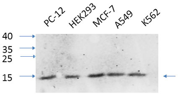 IL-8 Polyclonal Antibody