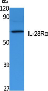 IL-28Rα Polyclonal Antibody