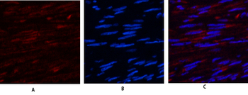 USP11 Polyclonal Antibody