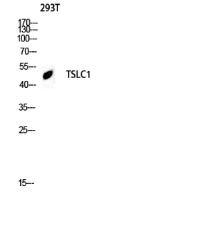 TSLC1 Polyclonal Antibody