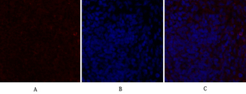 TGFβ1 Polyclonal Antibody