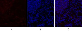 TGFβ1 Polyclonal Antibody
