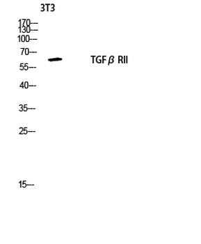 TGFβ RII Polyclonal Antibody