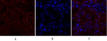 Synapsin I Polyclonal Antibody