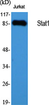 Stat1 Polyclonal Antibody