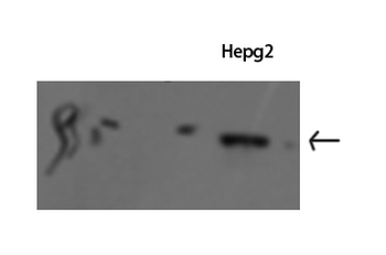 Stat1 Polyclonal Antibody