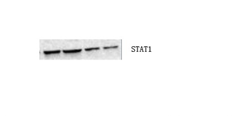 Stat1 Polyclonal Antibody