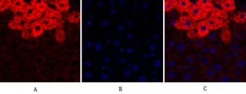 SOCS-1 Polyclonal Antibody