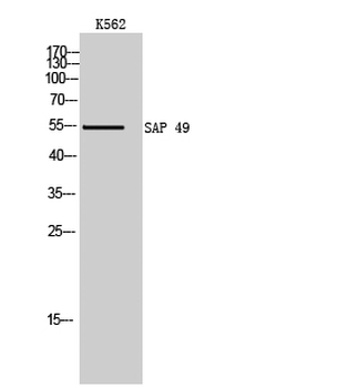 SAP 49 Polyclonal Antibody