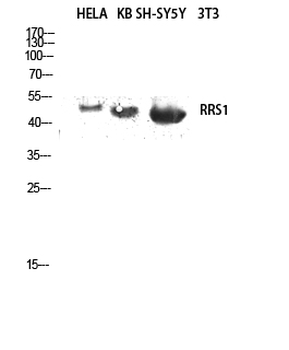 RRS1 Polyclonal Antibody