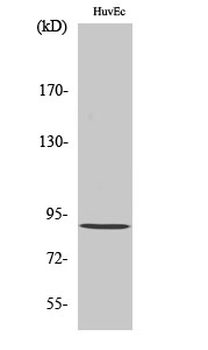 Rabenosyn-5 Polyclonal Antibody
