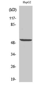 PRPH Polyclonal Antibody