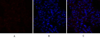 PPAR-α Polyclonal Antibody