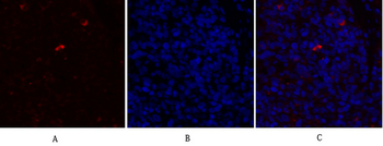 PPAR-α Polyclonal Antibody