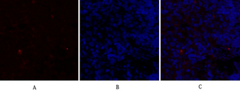 PPAR-α Polyclonal Antibody
