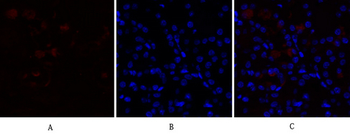 PPAR-α Polyclonal Antibody