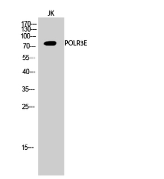 POLR3E Polyclonal Antibody