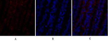 PI 3-kinase p110α Polyclonal Antibody