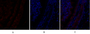 PI 3-kinase p110α Polyclonal Antibody