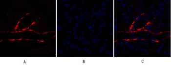 PI 3-kinase p110α Polyclonal Antibody