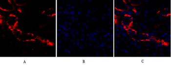 PI 3-kinase p110α Polyclonal Antibody