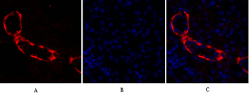 PI 3-kinase p110α Polyclonal Antibody